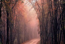 王曦雨张帅王雅繁无缘晋级 中国选手单打赛场全部出局.